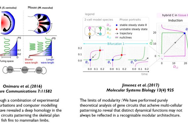 The Sharpe lab constructs various 2D and 3D computer models of limb development. These have allowed us to explore and dispute the proliferation gradient hypothesis (left), create a realistic map of tissue movements in 2D (centre), and explain how Hox genes affect a Turing-type mechanism to explain the basic patterning of digits (right).