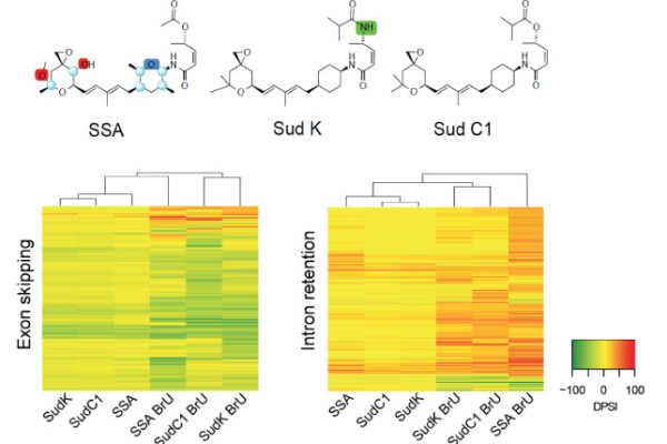 Distinct effects of structurally related drugs on alternative splicing. Drugs with anti-tumour activity targeting core components of the splicing machinery include Spliceostatin A (SSA) and Sudemycin C1 (Sud C1) (upper panel). A modified derivative of Sud C1, Sud K, replacing a oxycarbonyl group by an amide group was synthesized and found to display improved stability and activity on splicing regulation and inhibition of cancer cell growth. When the effects of these three compounds were analyzed using RNA-seq (either total or recently synthesized -BrU- RNA), clearly distinguishable patterns of exon skipping and intron retention were observed for each of the drugs (lower panel, DPSI = extent of splicing change), suggesting that it will be eventually possible to rationally design drugs of improved specificity and defined biological/therapeutic effects.