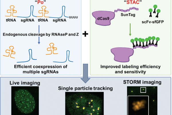 PoSTAC is a gene visualisation tool that combines CRISPR/dCas9 with SunTag labelling and polycistronic vectors. PoSTAC enables live cell and super-resolution imaging of multiple genes with high spatiotemporal resolution and high sensitivity (Neguembor et al. NAR 2017)