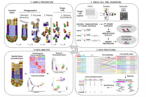 Our single-cell RNA sequencing experimental workflow: From sample processing to data interpretation.