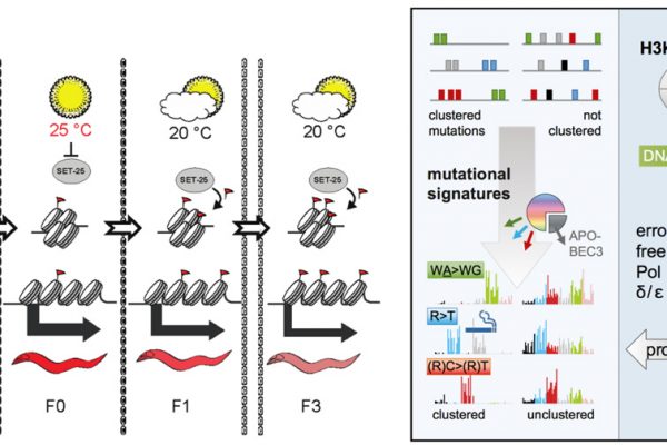 Long lasting transgenerational epigenetic memory of environmental change in C. elegans (left) and using clustered mutation signatures to discover that carcinogens favour error-prone DNA repair, so targeting mutations to active genes in tumours (right).