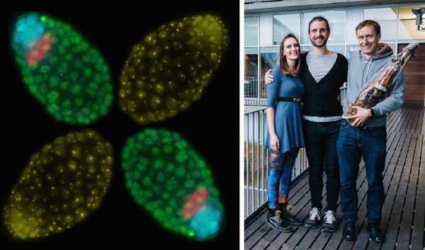 A successful year for the Payer lab, which has won the second runner-up prize in this year’s ABCAM Image Competition with the image called “Dealing with Gender Balance” (left). The name was coined by PhD-student Jacqueline Severino (left) who also won second poster prize at the CRG PhD-symposium, where PhD-student Moritz Bauer (centre) won first prize for the best talk. Group leader Bernhard Payer (right) holds the leg of jamon (ham), which was given to us by ABCAM together with a basket of delicacies.
The image shows a collage of four female mouse blastocyst embryos, which are arranged in the shape of an X, symbolizing the changes happening to the X-chromosome at this stage. Female embryos inactivate one of their two X-chromosomes (yellow spots in the picture), in order to achieve equal X-chromosome expression with males, who have one X and one Y chromosome. In the red cells of the primitive endoderm and the green cells of the trophectoderm female mouse embryos keep the X-chromosome inactive, which they inherited from their father. In the blue-labelled cells of the epiblast, they reactivate the X-chromosome for a short period of time, before inactivating it again in a random fashion. Therefore, this is a critical stage, at which these embryos “deal with their gender balance”.
