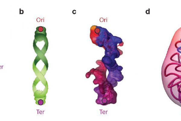 Models of bacterial chromosome organization. Models of nucleoid organization with Ori and Ter represented by red and purple circles. (a) Model of the E. coli genome with the four macro-domains Ori, Ter, Left, Right, represented by circles in red, purple, pink and blue respectively. (b) Model of the B. subtilis genome adapted from(Berlatzky et al., 2008). (c) 3D models of the C. crescentus genome conformation(Umbarger et al., 2011). (d) 3D models of the M. pneumoniae genome conformation (Trussart et al., 2017)