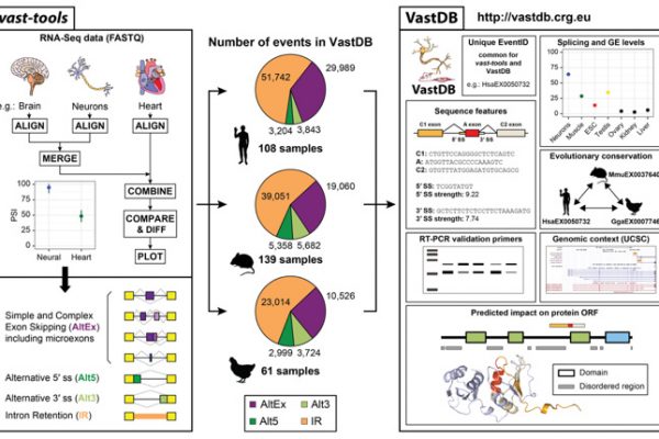 We released VastDB (http://vastdb.crg.eu), the most comprehensive and data-rich database of alternative splicing events published so far. In addition to filling a major need in the field of alternative splicing, the analysis of these datasets uncovered a novel regulatory type of AS events (termed PanAS), which are alternatively spliced in virtually all cell and tissue types, even at the single cell level. These events, which are enriched in DNA binding proteins and transcriptional regulators, provide an orthogonal functional layer to the most widely studied tissue-specific AS events. [Tapial et al, Genome Res 2017]