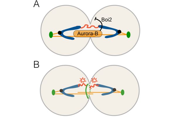 The NoCut checkpoint. (A) Aurora-B in the spindle midzone (orange) detects chromatin bridges (in red) and inhibits abscission by modulating Boi2 function. (B) In the absence of NoCut checkpoint activation, chromatin bridges are damaged during abscission.